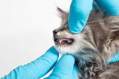 Pet-Dentistry