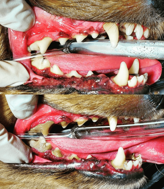dental-before-after