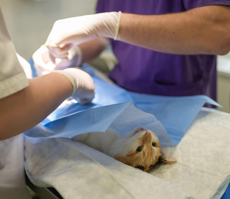 pet-surgery