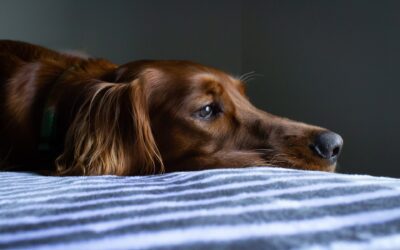 What Is Canine Influenza and What Should You Know About It
