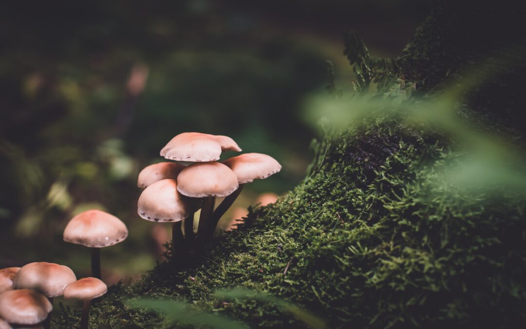 Some mushrooms growing on a mossy log