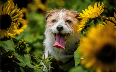 Spring Allergies Unleashed: How to Spot the Signs in Your Furry Friends
