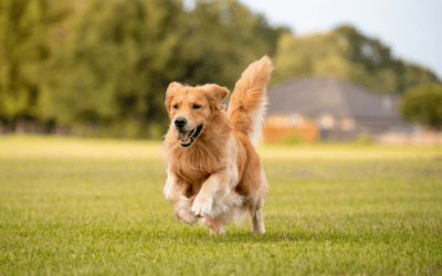 Keeping Your Pets Safe in the California Summer Heat